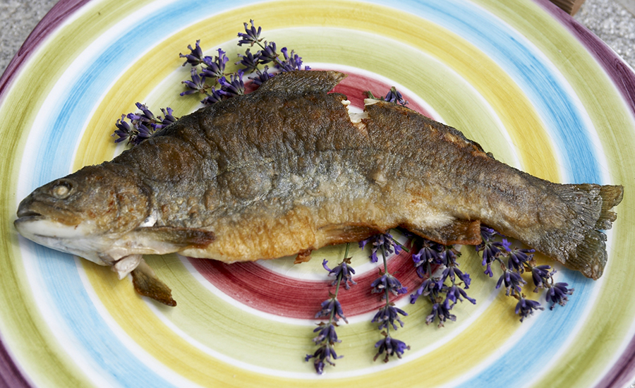 FORELLE MIT LAVENDEL