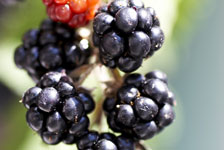 Brombeeren